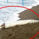 백사장농수산물