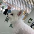 몽글댕글 이미지