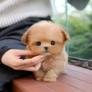 울산 강아지분양 미유펫 이미지