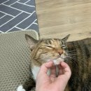 몰리스펫샵 풍산점 이미지