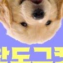 도그도그펫 네이버블로그