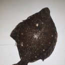 화성락실내바다낚시터 이미지