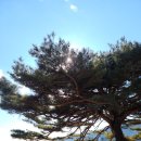 산너미목장 | 애견동반 캠핑장 강원도 평창 산너미목장 간단 후기