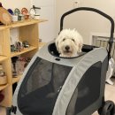 블리빵빵 이미지