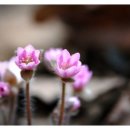 흙속의진주
