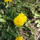 민들래농원 이미지