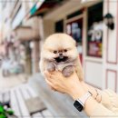 인천강아지분양 고양이분양 24시 데려가개 청라점 이미지