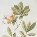 보타니컬아트(식물세밀화) 이미지