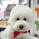 숑숑 그루밍 이미지