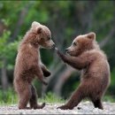 모듬촌닭 이미지