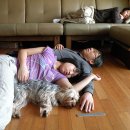 강아지이야기 이미지