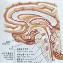 뇌의 구조와 기능 이미지