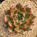 아도라블 이미지