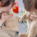 껌딱지펫 이미지