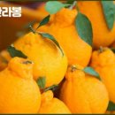 황금향 이미지