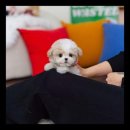 유앤미펫 강아지분양 고양이분양 위례점 이미지