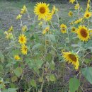 호수공원(아) 이미지