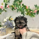 가온펫(안심분양센터) 이미지