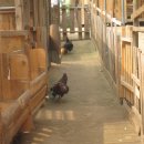 산양농장 이미지