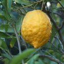 시트론(Citron) 이미지