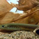 칠성장어 이미지