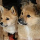 강생이네 이미지