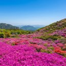대흥만물 | 황매산 철쭉 구경 가성비 1박 2일 일정 숙소 식당