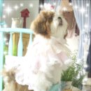 이웃집모모 이미지