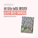 인천부평지역자활센터 | 순천 동천 벚꽃길 추천, 비 오는 날도 좋은 벚꽃 산책 코스