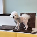 놀면뭐하개 이미지