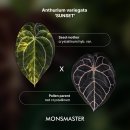 월드마스터 | 식물일기 플랜트월드 몬스마스터 안스바리 선셋 직접수령