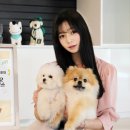 우리강아지 이미지