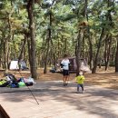 연곡해변 솔향기캠핑장 이미지