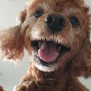 [주식 유튜버] '주식트레이더'님과 함께 주식 공부하기로 결정했어요!