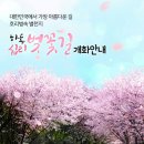 @쌍계사 벚꽃 십리길 실시간 보기 이미지