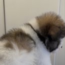 스니프 아틀라스 이미지