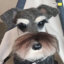 컴인형 네이버블로그