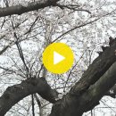 미평로 Daum카페