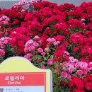 로틸리아 이미지