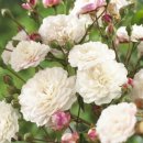 화이트펫# 이미지