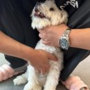 오늘도 예쁜 그루밍 이미지