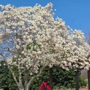 전라남도 농업박물관(주차장) | 영암 벚꽃 개화 상황 지금 가야 할 전라남도 농업박물관 목련 만개