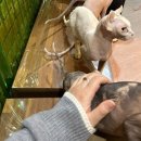 순복이네 스핑크스 이미지