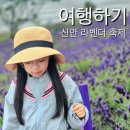 먹거리 가득한 5월 축제! 내가 다녀온 5월 페스티벌 후기는 이제 시작하려는 신안 퍼플섬 라벤더 축제