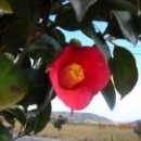 동백여인숙 이미지