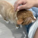 고양이 무마취 미용 냥털도둑 이미지