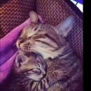 귀여워 강아지 이미지