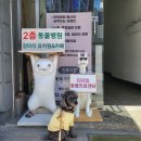 출근길 강아지 유치원 | 철산 동물병원 디테일 동물의료센터에서 강아지 건강검진 받기