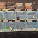 도그마루 강아지 고양이 부산점 이미지