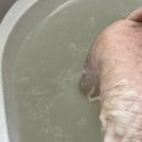 효효그루밍 이미지